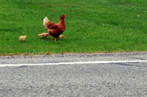 Spain - chicken road online